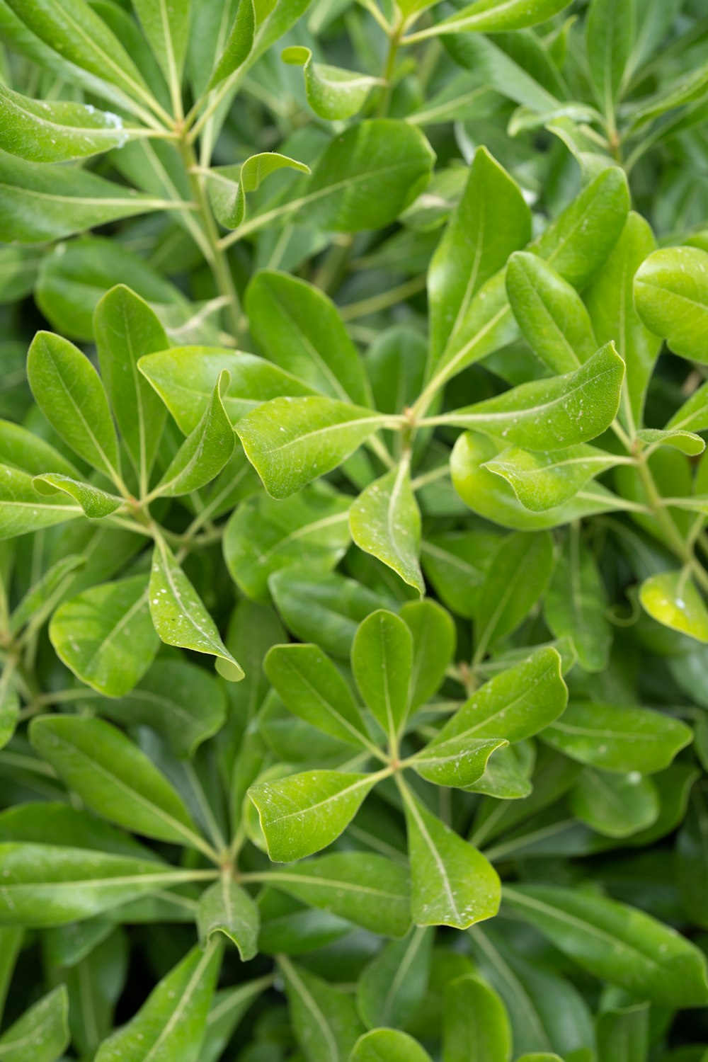 a close up of a plant with green leaves