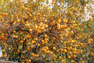 A vibrant citrus grove showcasing healthy trees and ripe fruit.