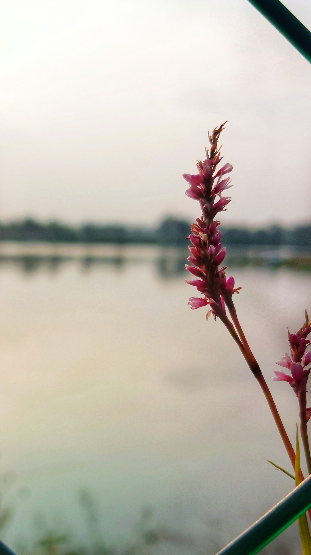 a pink flower sitting next to a body of water