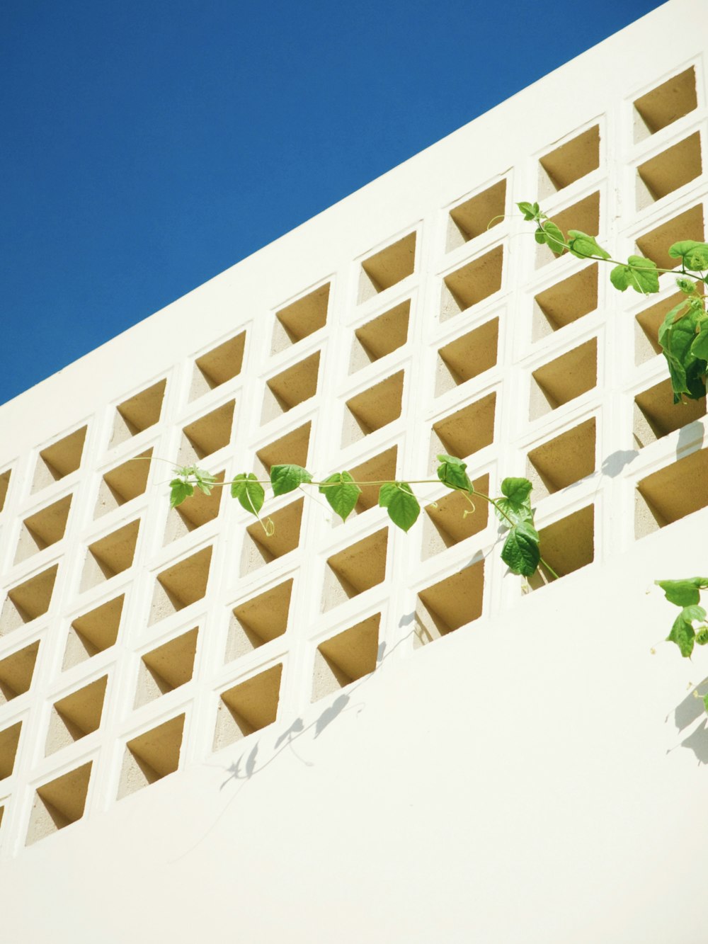 a white building with a plant growing out of it
