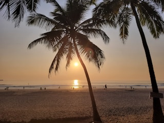 Beach sunset with palm trees and travelers relaxing.