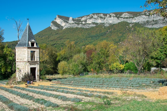 A small, rustic stone building with a steep, dark slate roof is situated next to an expansive field of lavender plants. The landscape is lush and verdant, with various trees and shrubs displaying green and autumn hues. Behind the building and field, a magnificent mountain range rises, showcasing layered rock formations beneath a clear blue sky.