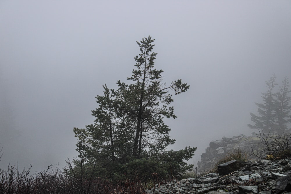 a lone pine tree on a foggy day