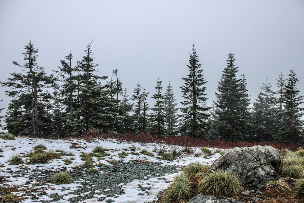 a snow covered field with trees in the background