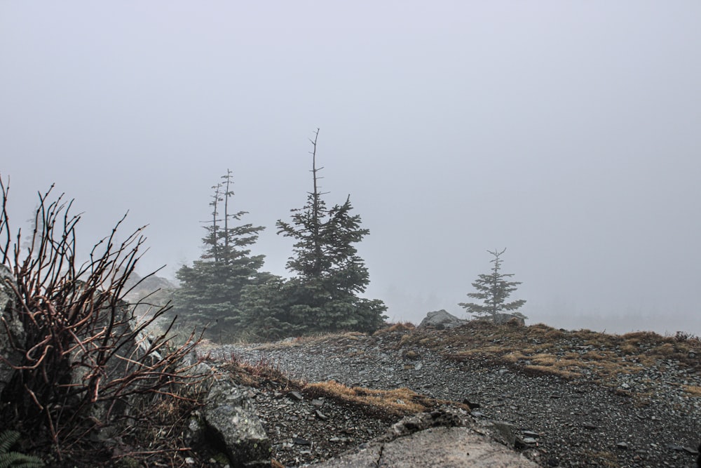 a foggy day on a mountain with pine trees