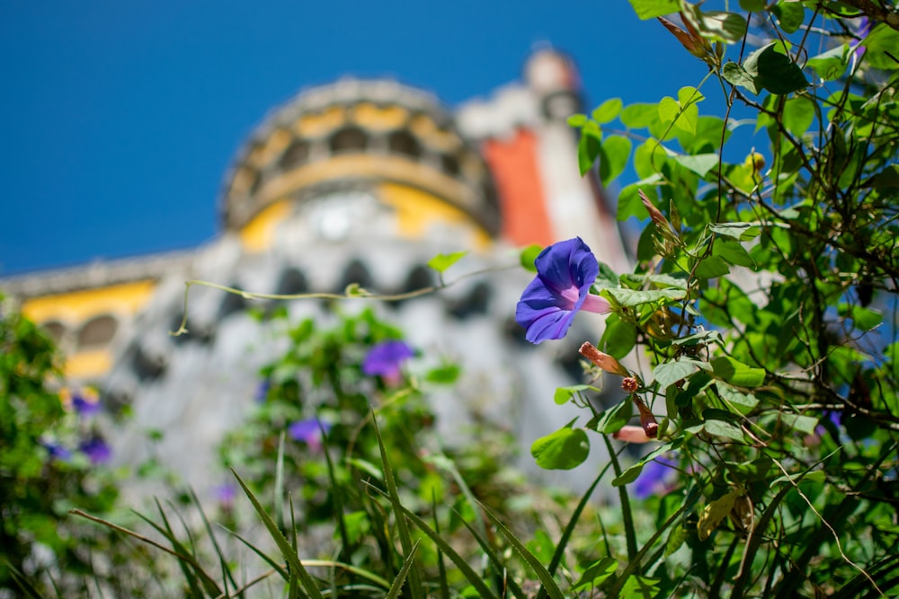 a blue flower in front of a colorful building