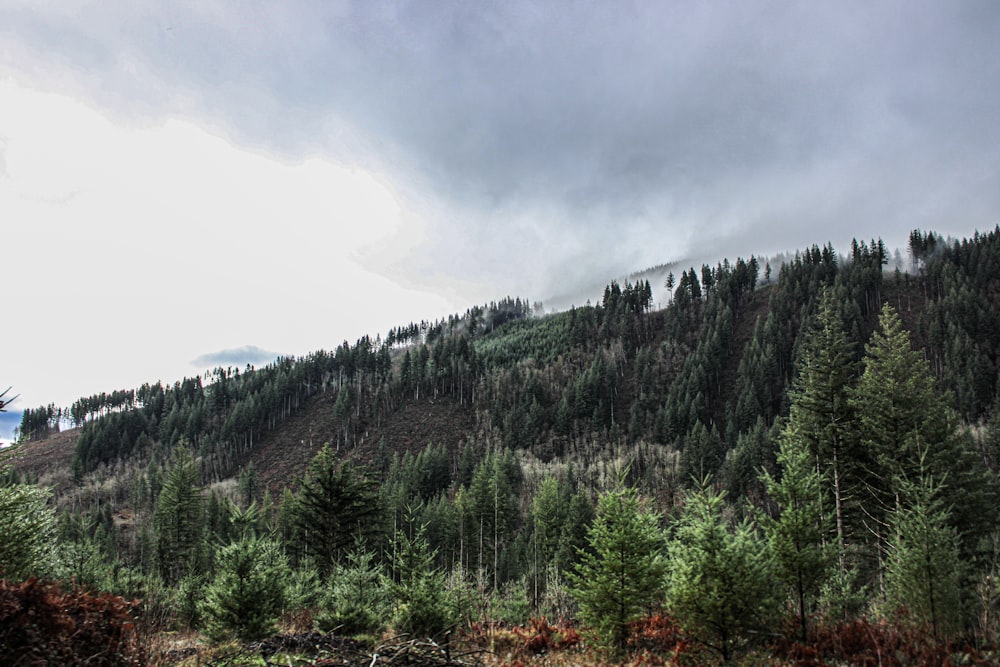 a mountain covered in lots of trees under a cloudy sky