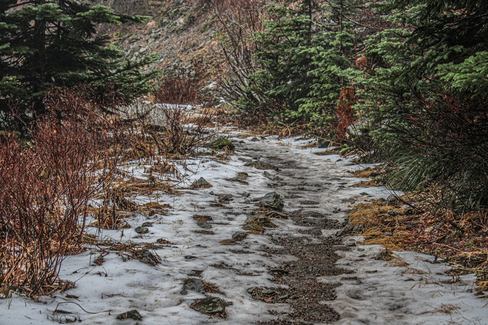 a trail in the woods with snow on the ground