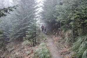 a couple of people that are walking in the woods