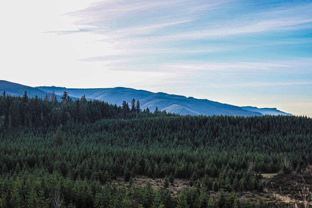 a forest with a mountain in the background