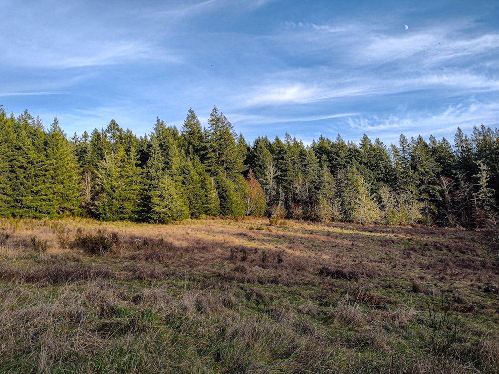 a grassy field with trees in the background