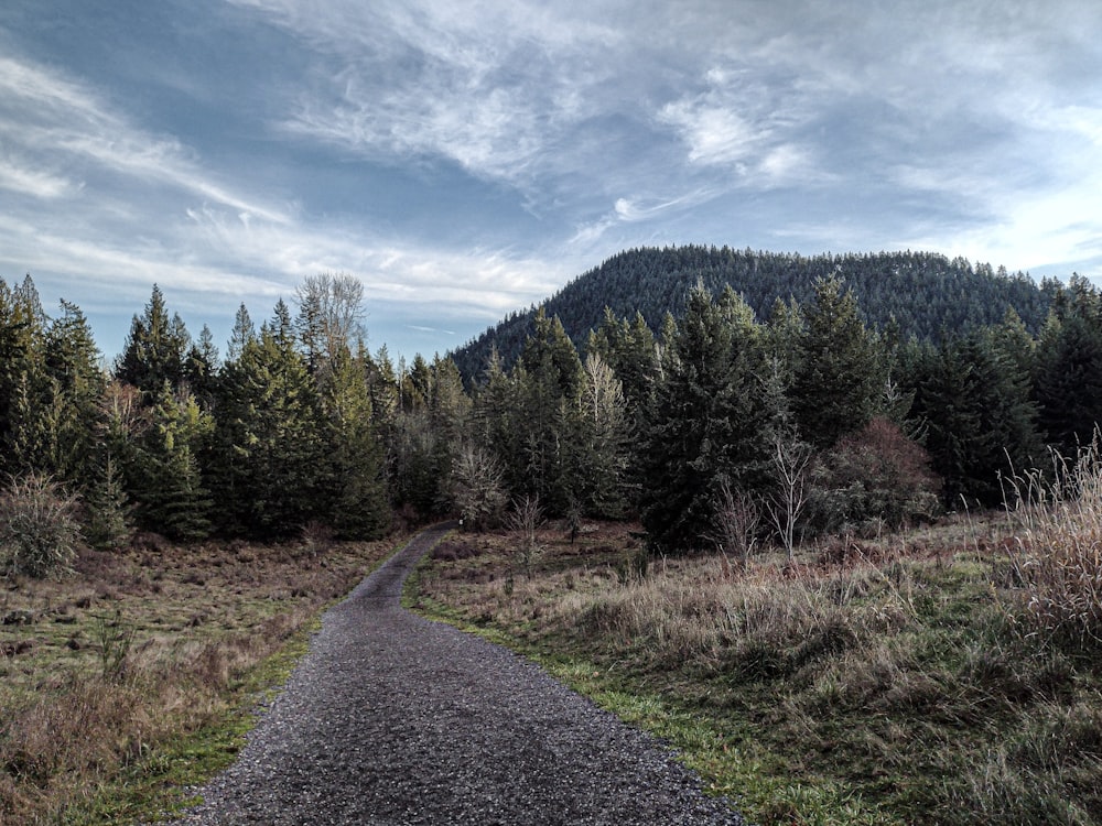 a dirt road in the middle of a forest