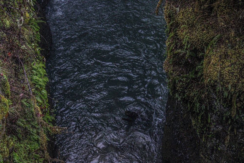 a river flowing through a lush green forest