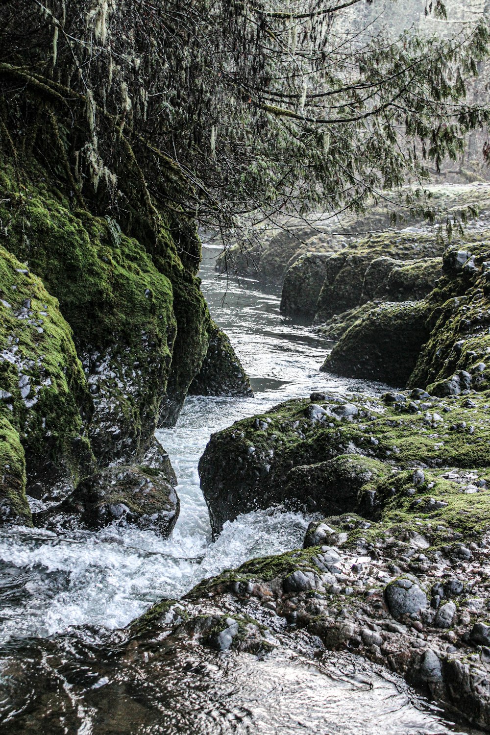 a stream running through a lush green forest