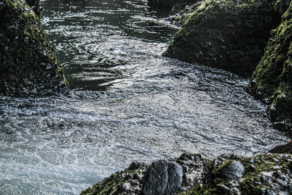 a river flowing through a lush green forest