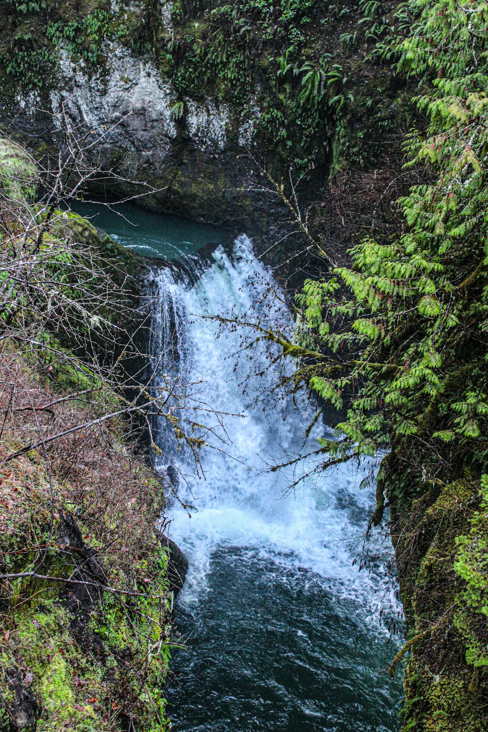 a river running through a lush green forest