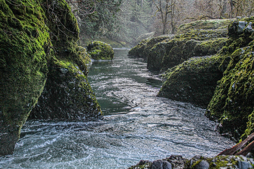 a river running through a lush green forest