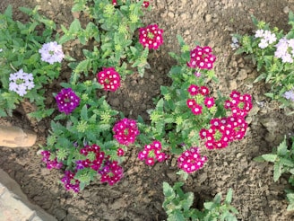 Close-up of a colorful cluster of Tennessee native plants thriving in a landscaped garden bed.