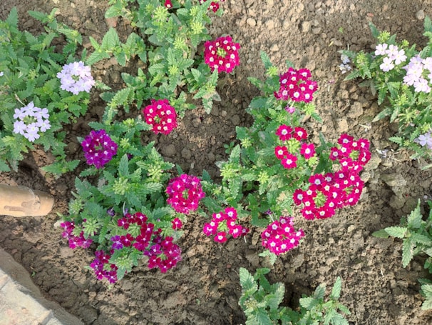 Close-up of a colorful cluster of Tennessee native plants thriving in a landscaped garden bed.