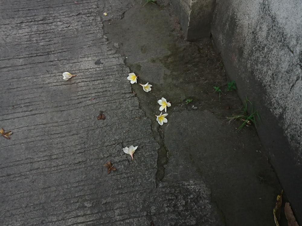 un ramo de flores que están al costado de una carretera