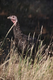 A wild turkey stands among tall, dry grass with a blurred background of greenery and shadows. The turkey's feathers are dark, with hints of iridescence, while its head is bare and pale pink.