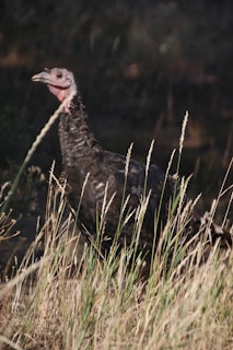 A wild turkey stands among tall, dry grass with a blurred background of greenery and shadows. The turkey's feathers are dark, with hints of iridescence, while its head is bare and pale pink.