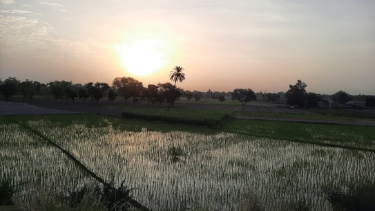 A tranquil landscape featuring a lush green field with young crops reflecting the light of the setting sun. A line of trees borders the field, including a prominent palm tree, under a sky transitioning from daylight to dusk with a golden glow.