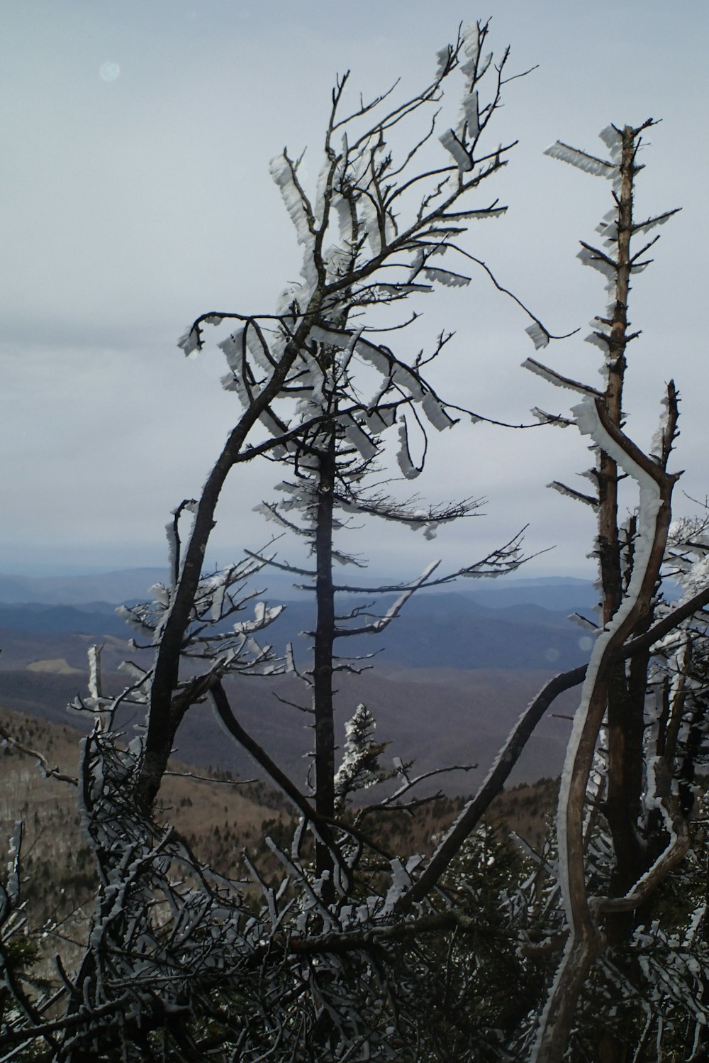 a snow covered tree on top of a mountain