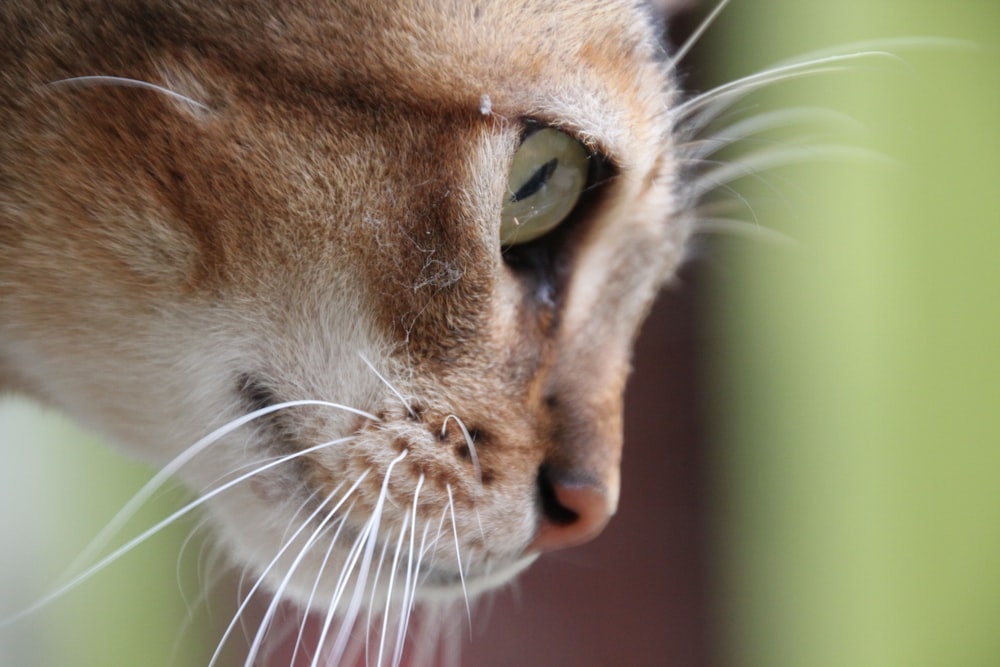 a close up of a cat's face with a blurry background