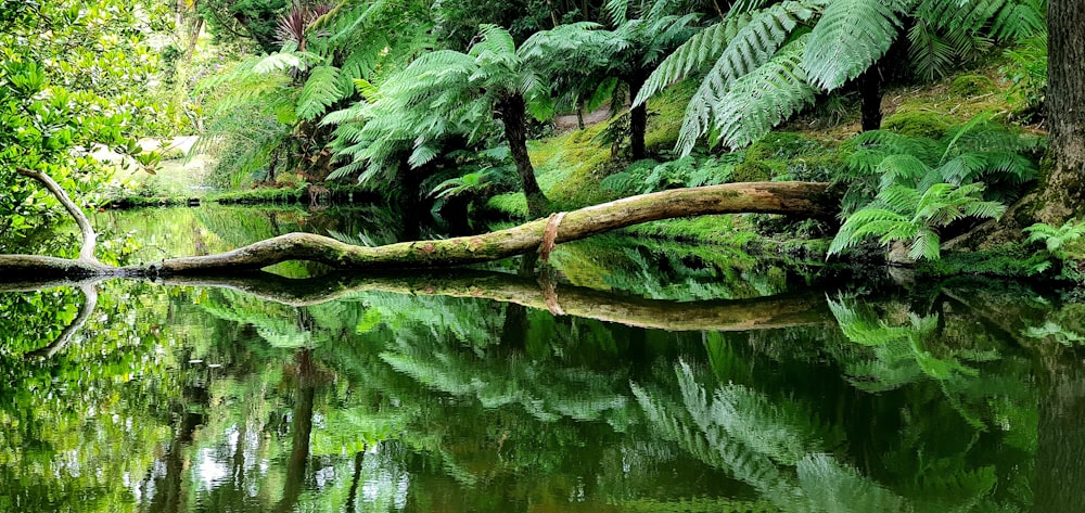 a river with a fallen tree in the middle of it