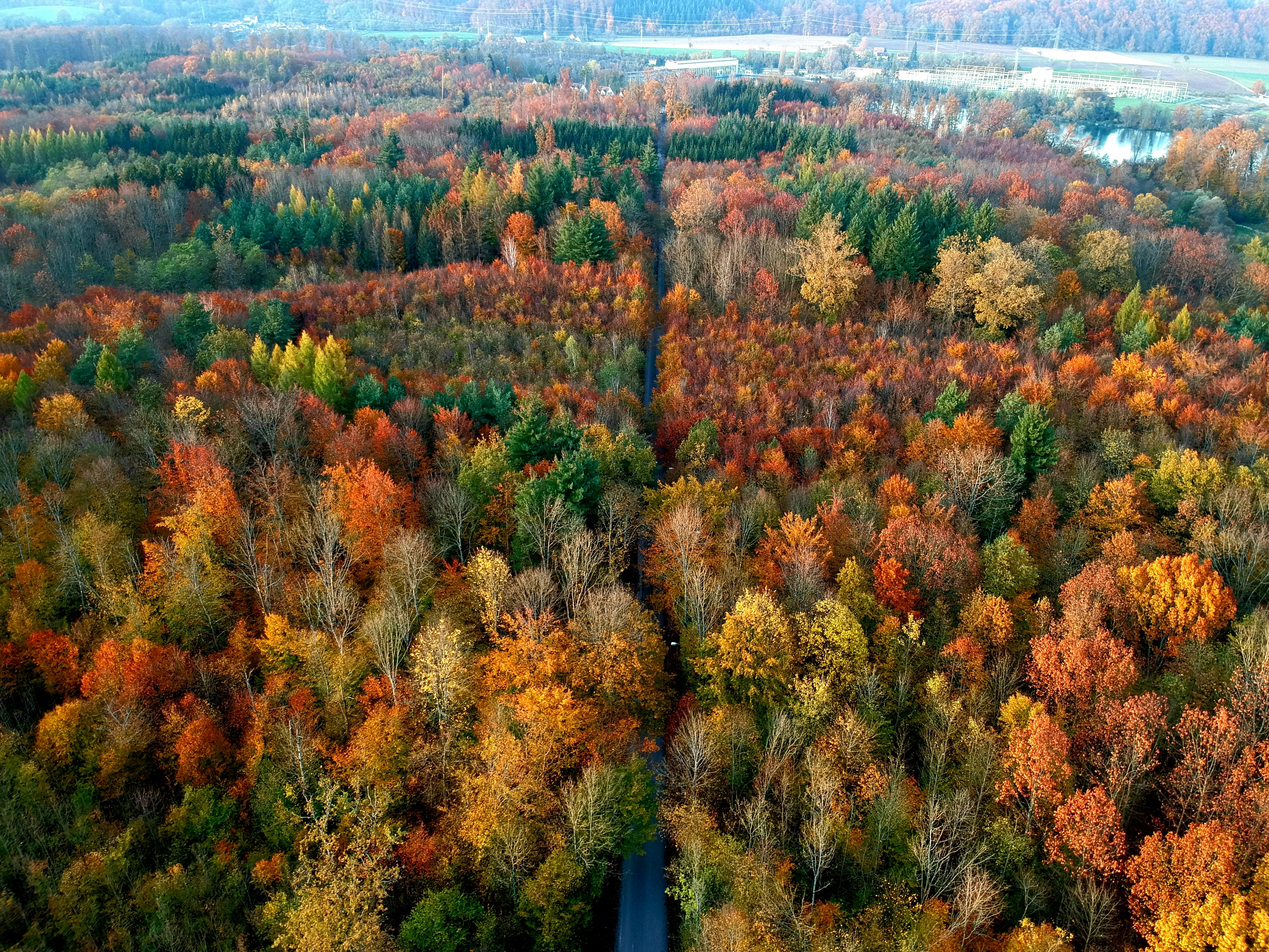 ヨーロッパの森林風景