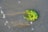 A small cluster of bright green seaweed rests on wet sand near the shoreline. Gentle waves create a thin layer of water around the seaweed, with small bubbles scattered nearby.
