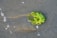 A small cluster of bright green seaweed rests on wet sand near the shoreline. Gentle waves create a thin layer of water around the seaweed, with small bubbles scattered nearby.