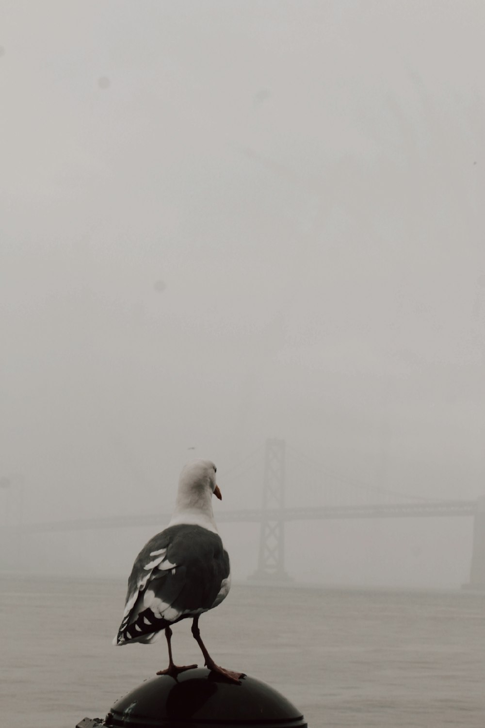a seagull sitting on top of a post in front of a bridge