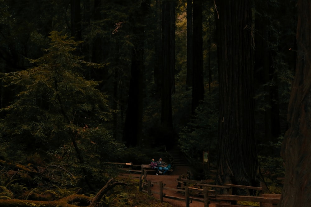 two people sitting on a bench in the middle of a forest