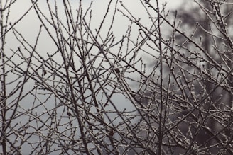 A network of leafless branches covered in a layer of frost against a blurred, wintry background. The branches are intricately intertwined, creating a complex pattern.