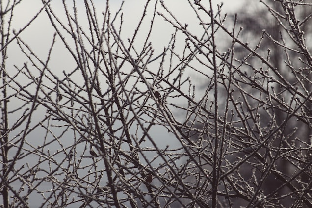 A network of leafless branches covered in a layer of frost against a blurred, wintry background. The branches are intricately intertwined, creating a complex pattern.