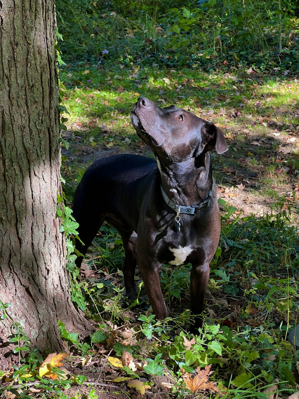 a dog standing next to a tree in a forest