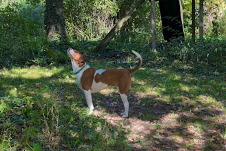 A dog wearing a GPS collar running through a forest clearing