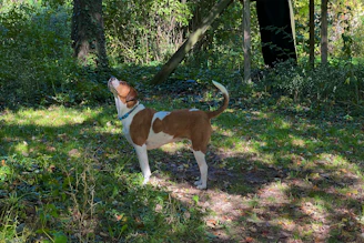 A close-up of a rescued dog happily playing in a sunlit forest clearing.