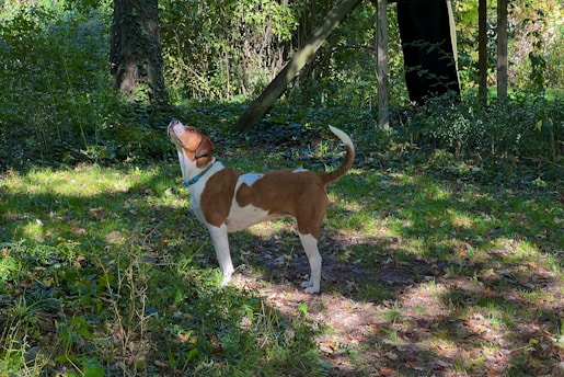 A dog wearing a GPS collar running through a forest clearing