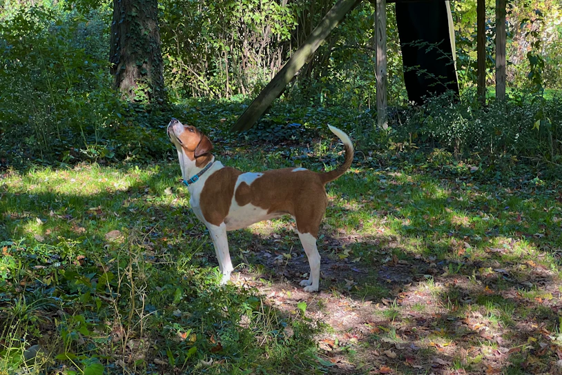 A close-up of a rescued dog happily playing in a sunlit forest clearing.