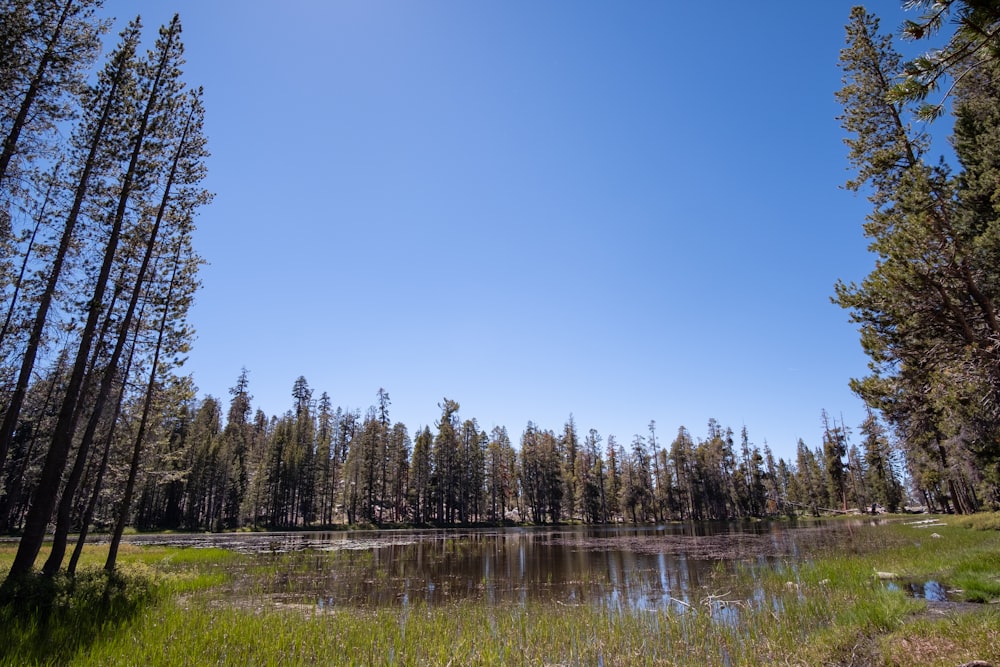 a lake surrounded by tall pine trees on a sunny day