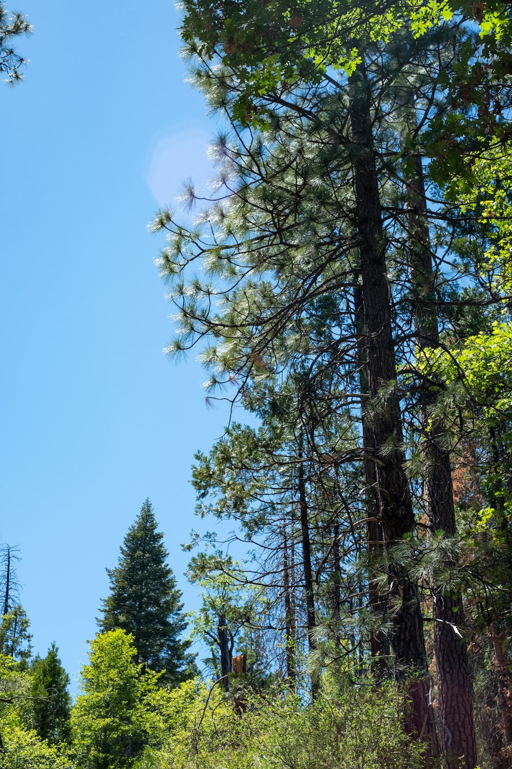 a forest filled with lots of tall trees