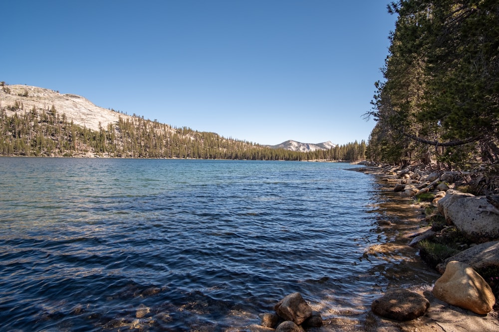 a body of water surrounded by trees and rocks