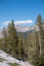 A scenic national park trail framed by tall pine trees under a bright blue sky.