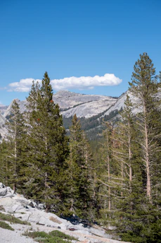 A scenic national park trail framed by tall pine trees under a bright blue sky.