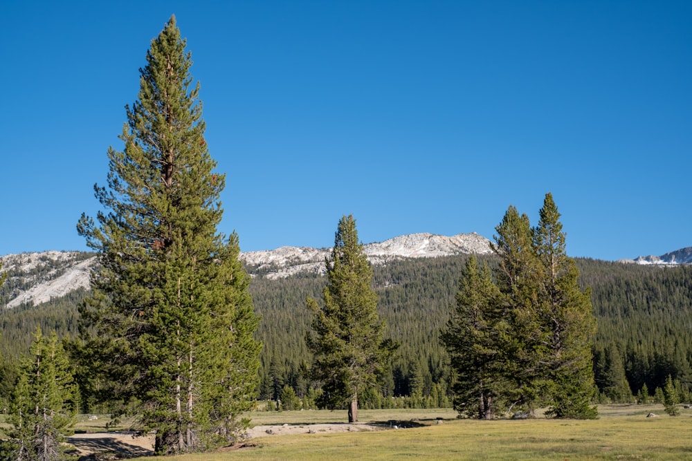 a field with trees and a mountain in the background