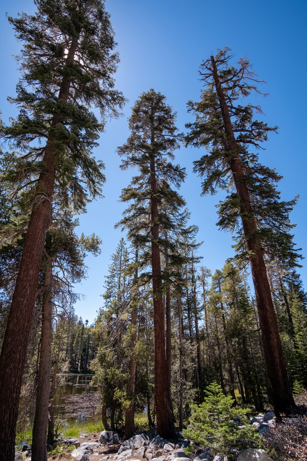 a forest filled with lots of tall trees