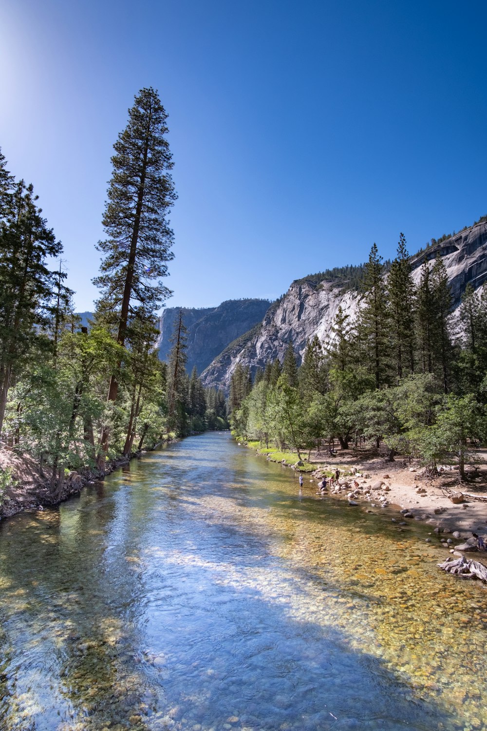 a river running through a forest filled with trees